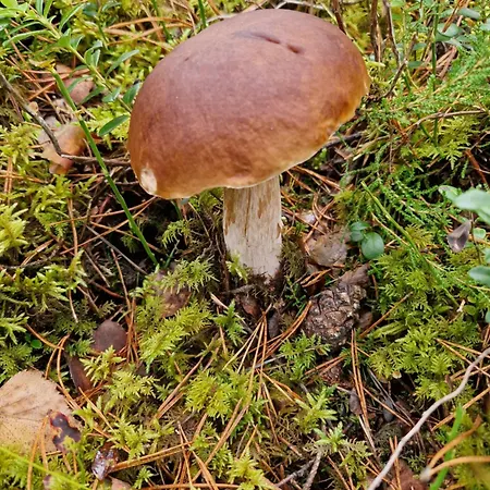 Lesny Rotembark Z Prywatnym Jacuzzi * Kościerzyna