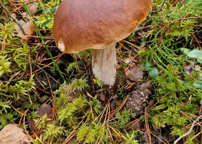 Lesny Rotembark Z Prywatnym Jacuzzi * كوشتيجينا